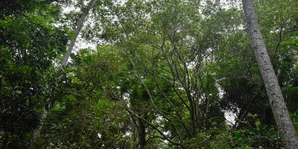 Avustralya ağaçlarının altından