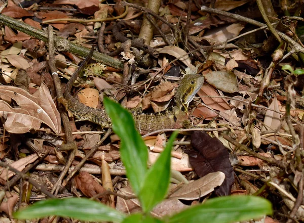 Australian Lizard Rainforest — ストック写真