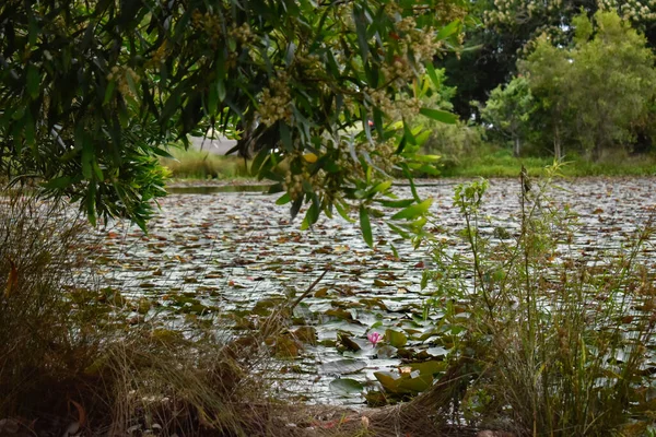 Australian Lily Pad Lake — стоковое фото