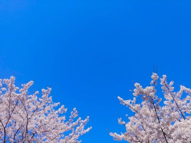 Kiraz çiçekleri ve mavi gökyüzü.