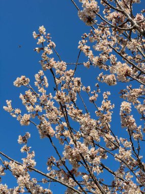 Ağaç dalları, beyaz çiçekler, elma ağacı.