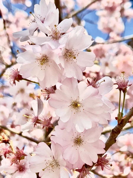 Blommande trädgrenar, vita blommor, äppelträd — Stockfoto