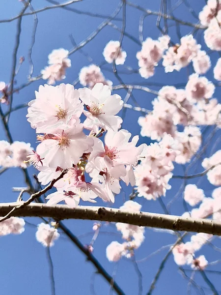 Floração galhos de árvores, flores brancas, macieira — Fotografia de Stock