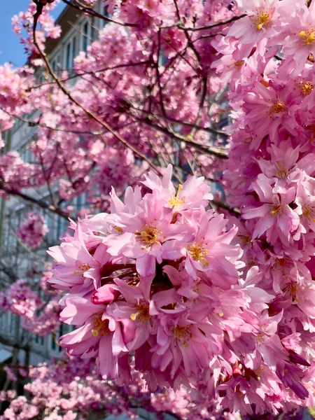 Blommande trädgrenar, vita blommor, persikoträd — Stockfoto