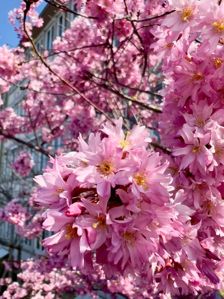 Blooming tree branches, white flowers, peach tree — Stock Photo, Image