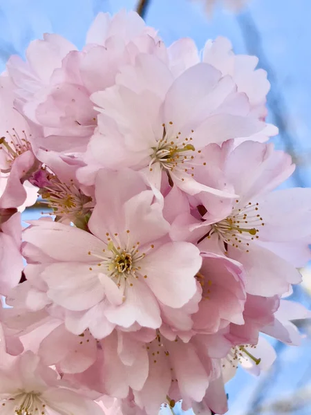 Blommande trädgrenar, vita blommor, äppelträd — Stockfoto