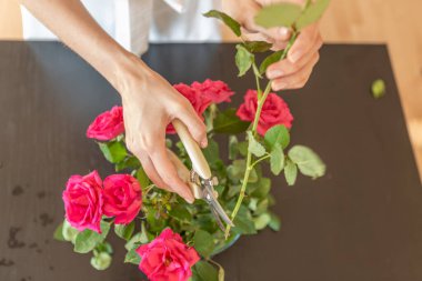 Womans hands cutting a rose.