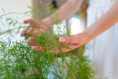 Womans hands holding an asparagus plants leaves.