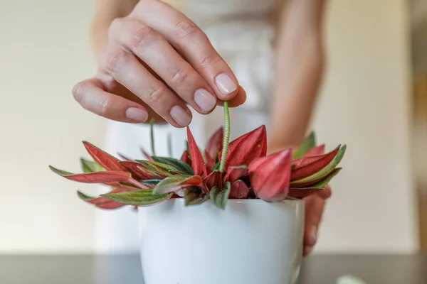 Womans hands holding a flower of the peperomia rosso.
