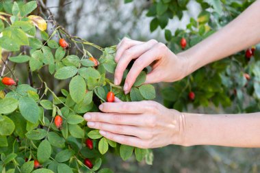 Two hands hold rose hips by the bush.