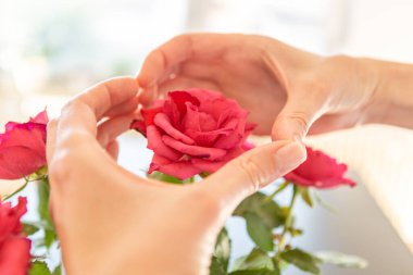 Hands showing heart above a rose.