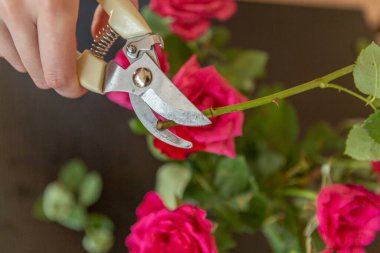 Womans hands cutting home a rose.