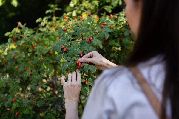 Woman Collects Rosehip Berries Green Bush — Stock Photo, Image