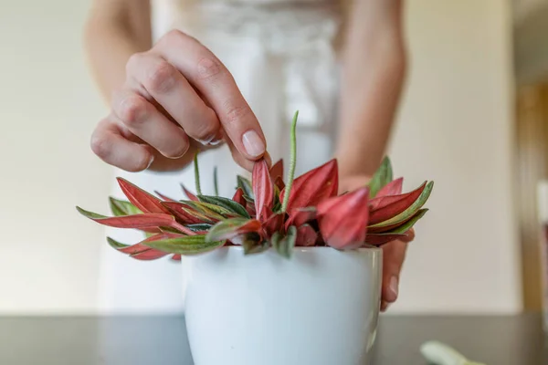 Woman\'s hands holding a flower of the peperomia rosso.