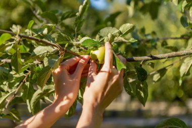 Two hands holding an apple tree brunch collecting green apples.