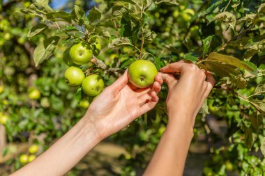 Two hands holding an apple tree brunch collecting green apples.