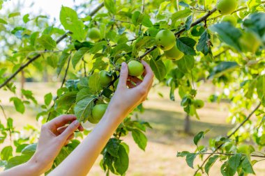 Two hands holding an apple tree brunch collecting green apples.