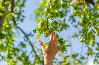 A hand reaching our for an apple on the tree.