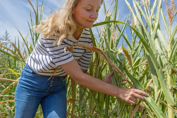 A woman in a corn field checks plants against a blue sky