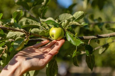 Woman is reaching out for an apple.