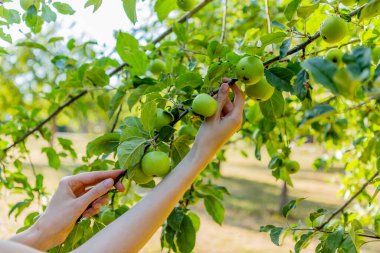 Two hands holding an apple tree brunch collecting green apples.