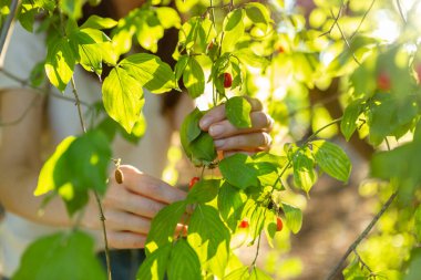 Picking up red dogwood berries from the green bush.