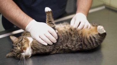 Kedi veteriner kliniğinde muayene ediliyor. Kedi sırt üstü yatar.