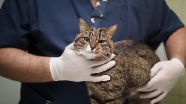 수의사의 진찰을 고양이 — 비디오