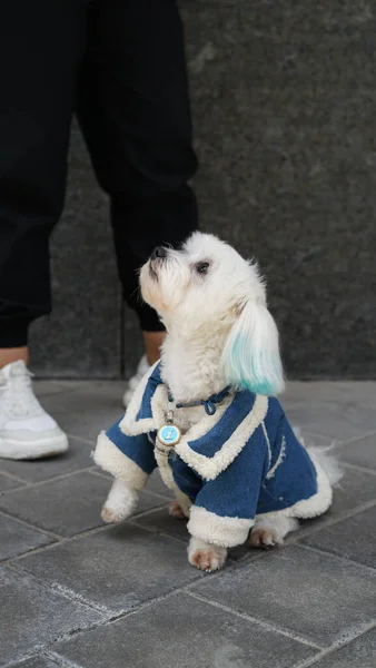 Mavi Ceketli Bir Köpek Oturur Sahibini Bekler — Stok fotoğraf