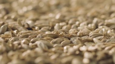 Yakın plan: Malt arpası yavaşça dönüyor