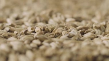 Yakın plan: Malt arpası yavaşça dönüyor