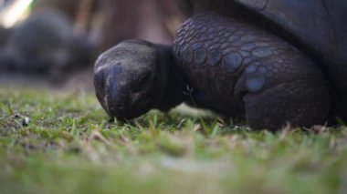 Büyük kaplumbağa kameraya bakıyor.
