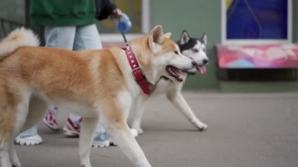 Pasangan Menikah Berjalan Anjing Mereka Jalan Kota Akita Inu Dan — Stok Video