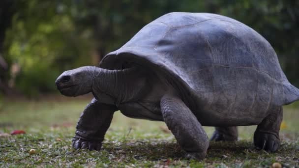 Велика Черепаха Дивиться Камеру — стокове відео