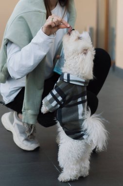 Beyaz köpek sahibinden yemek ister.