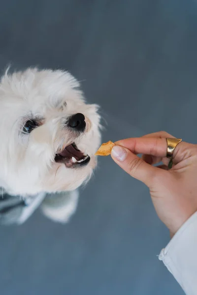 Maltese Dog Eats Bowl — Stock Photo, Image