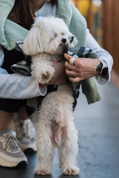 Flicka Sätta Skjorta Vit Hund — Stockfoto