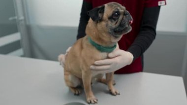 Bir veteriner kliniğinde muayene olan yavru köpek. Veteriner köpek yavrusunu muayene ediyor..