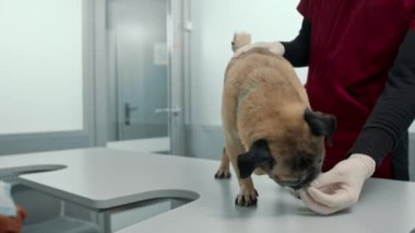 A veterinarian feeds a pug puppy dog on examination in a veterinary clinic.