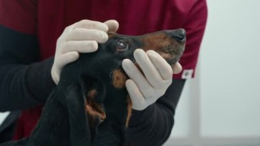 Veteriner bir doktor veteriner kliniğinde bir köpek yavrusunu muayene ediyor. Yaşlı daksund.
