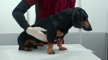 Veteriner bir doktor veteriner kliniğinde bir köpek yavrusunu muayene ediyor. Yaşlı daksund.