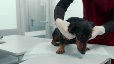 Veteriner bir doktor veteriner kliniğinde bir köpek yavrusunu muayene ediyor. Yaşlı daksund.