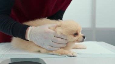 Veteriner bir doktor veteriner kliniğinde köpek yavrusu Spitz 'i muayene eder. Yavru köpek sağlık kontrolü.