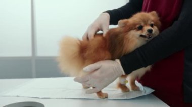 Veteriner bir doktor veteriner kliniğinde köpek yavrusu Spitz 'i muayene eder. Yavru köpek sağlık kontrolü.