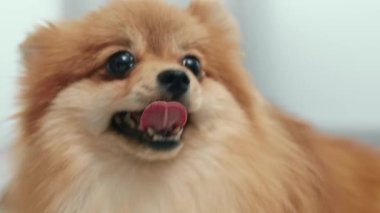 Veteriner bir doktor veteriner kliniğinde köpek yavrusu Spitz 'i muayene eder. Yavru köpek sağlık kontrolü.