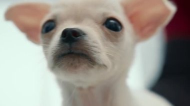 Close up: Chihuahua puppy dog on examination in a veterinary clinic. Puppy health checkup. doctor