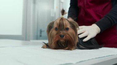 Köpek yavrusu Yorkshire Teriyeri veteriner kliniğinde muayene ediliyor. Yavru köpek sağlık kontrolü. Doktor