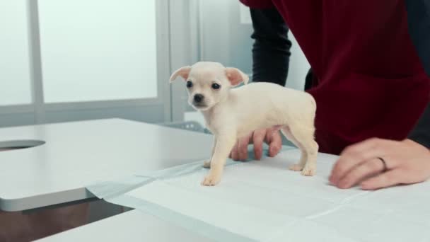 Chihuahua Anak Anjing Pada Pemeriksaan Klinik Dokter Hewan Memeriksa Gigi — Stok Video