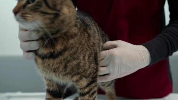 Domestic Cat Medical Examination Veterinarian Vet Clinic — 비디오