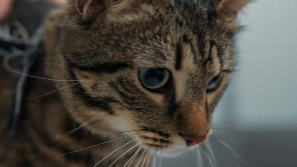Domestic Cat Medical Examination Veterinarian Vet Clinic — 비디오